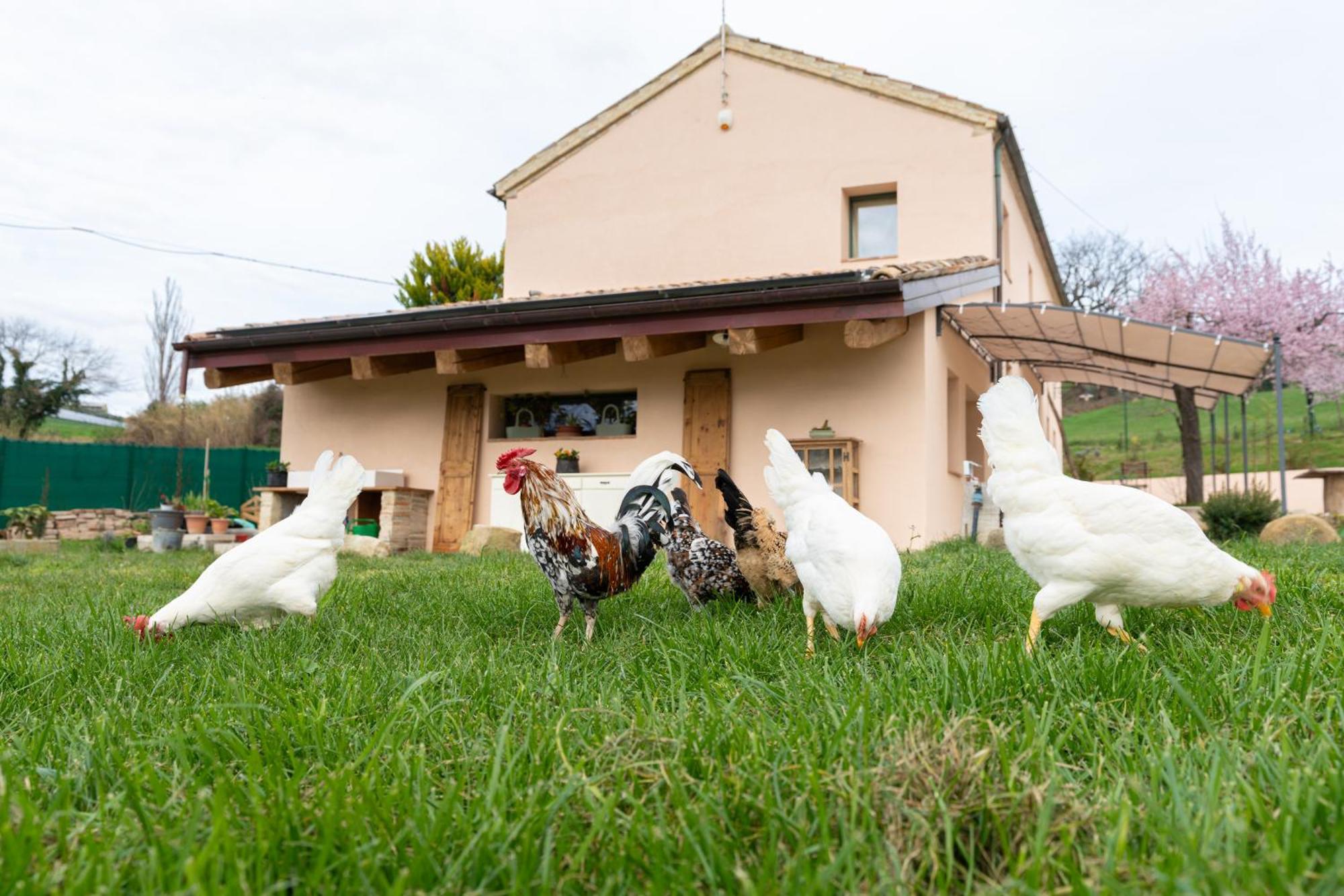 B&B Le Rondini Ostra Senigallia Casine  エクステリア 写真